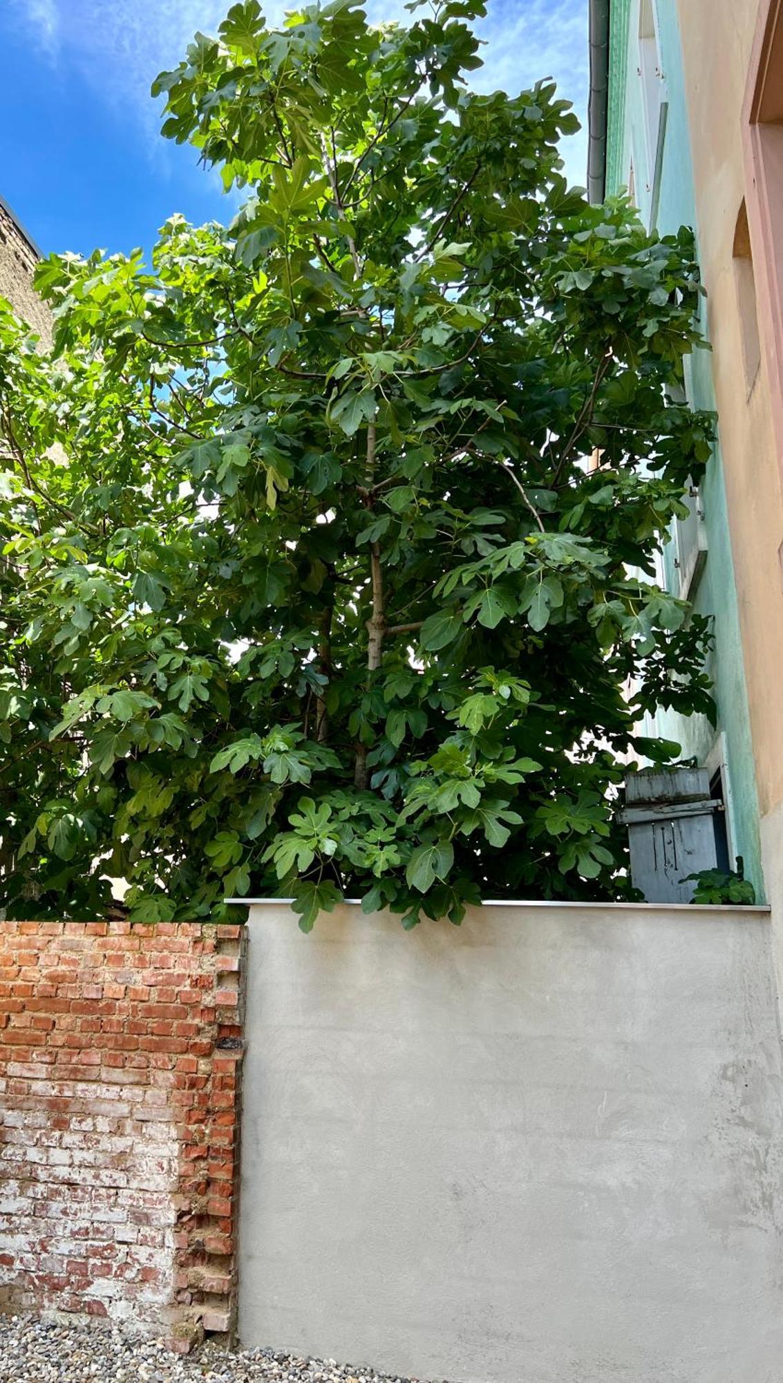 Rs-0 - Appartement F2 Au Rdc A Mulhouse Pour 1-3 Pers Ngoại thất bức ảnh